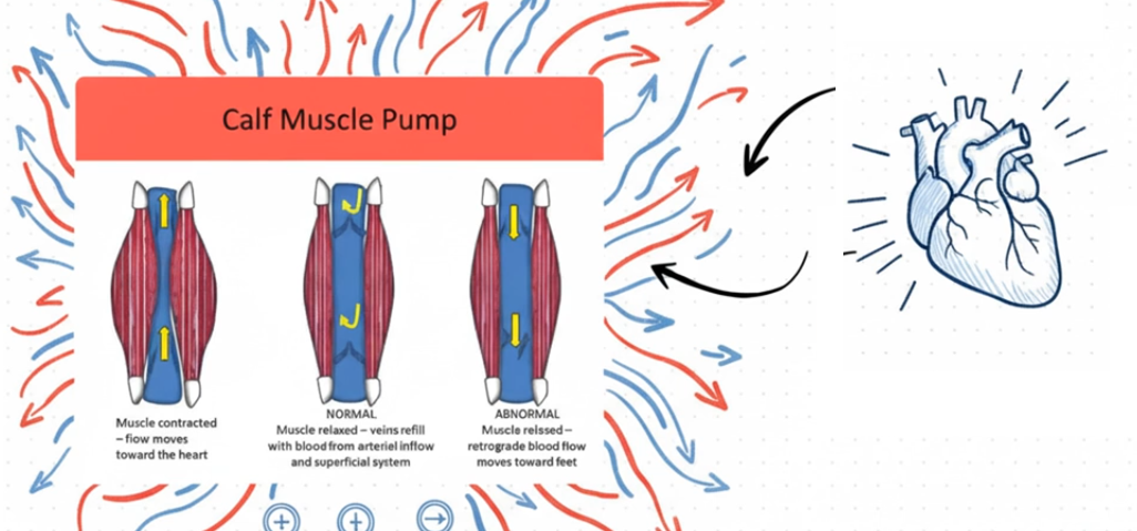 TU SEGUNDO CORAZON GEMELOS Y SOLEO